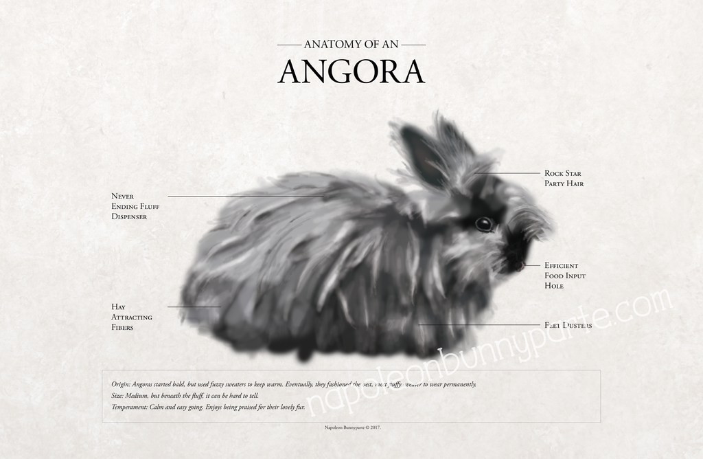 Angora Rabbit Canvas Wall Art (16 x 20) | Napoleon Bunnyparte