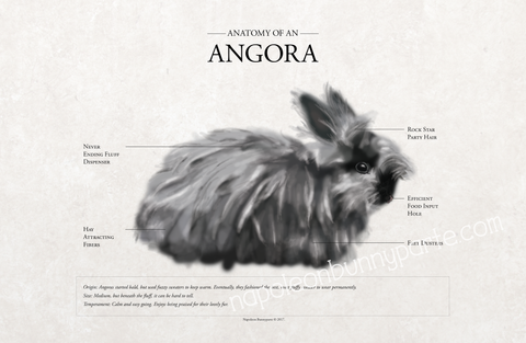 Angora Rabbit Canvas Wall Art (16 x 20)