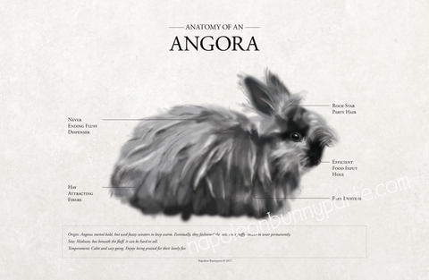 Anatomy / Angora