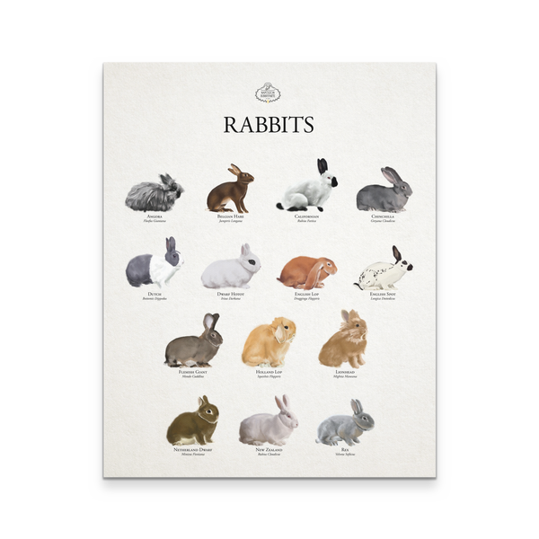 Rabbits Canvas Wall Art (16 x 20)