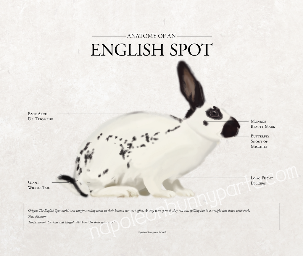 English Spot
