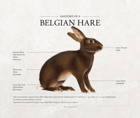 Belgian Hare Canvas Wall Art (16 x 20)