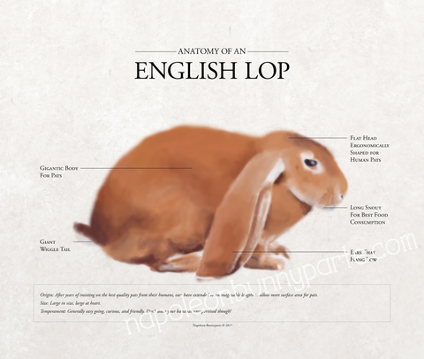 English Lop Canvas Wall Art (16 x 20)