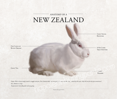 Anatomy / New Zealand