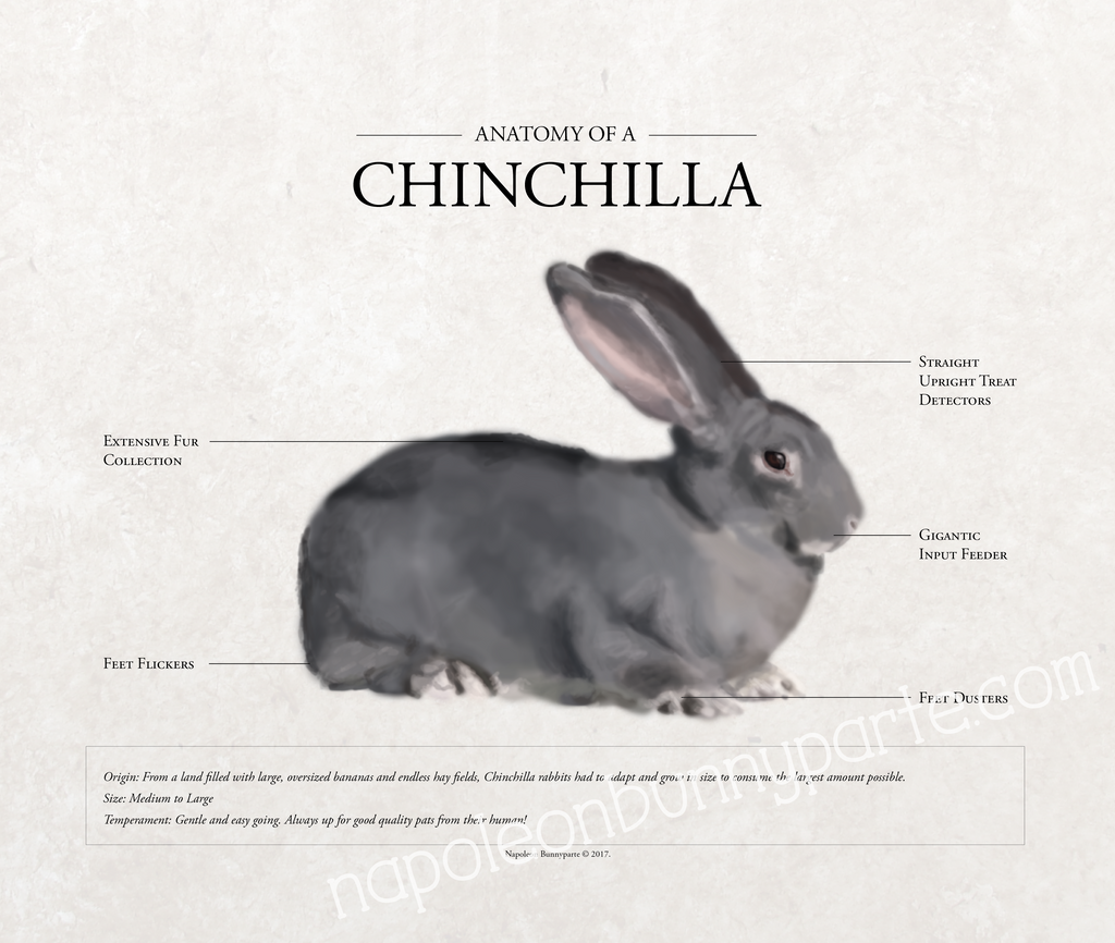 Chenchela Rabbit Chinchilla Rabbit