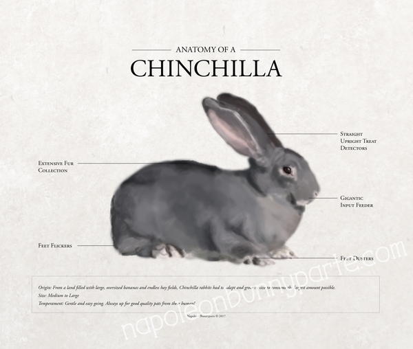 Chinchilla Rabbit Poster