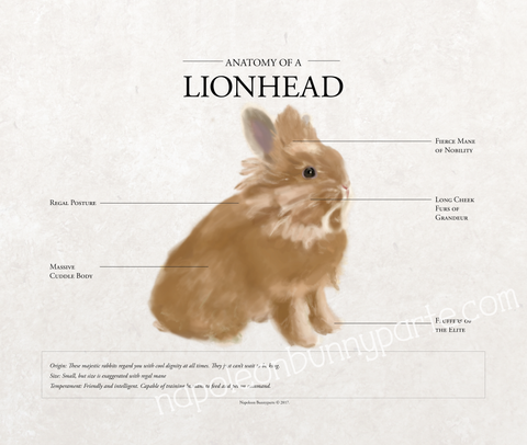 Anatomy / Lionhead