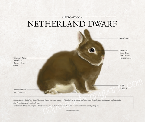 Netherland Dwarf Poster