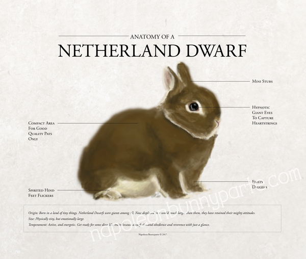 Netherland Dwarf Canvas Wall Art (16 x 20)