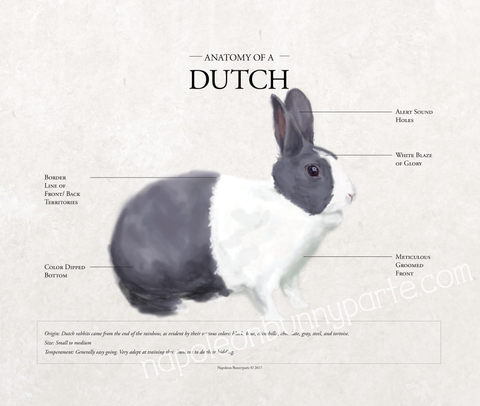 Anatomy / Dutch