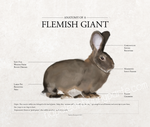 Flemish Giant Poster