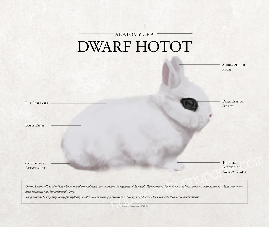 Dwarf Hotot Bunnies