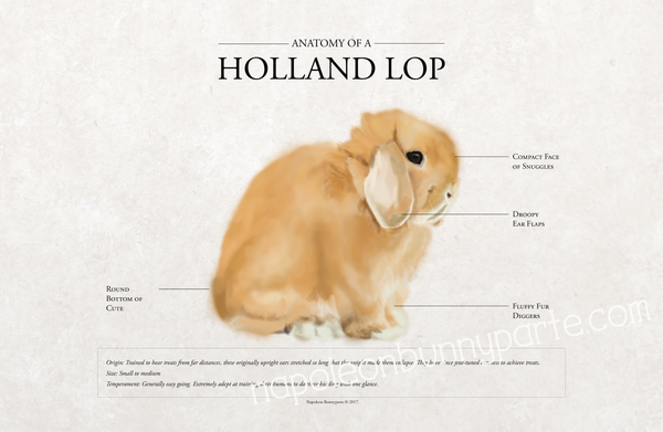 Holland Lop Poster