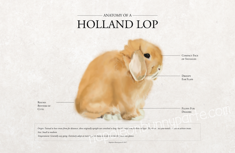 Holland Lop Poster