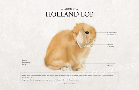 Anatomy / Holland Lop