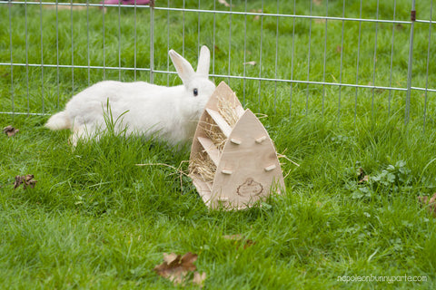 Hoppy Hampton Hay Feeder