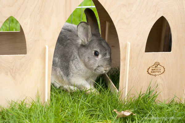 Hoppy Hampton Bunny Castle Bridge