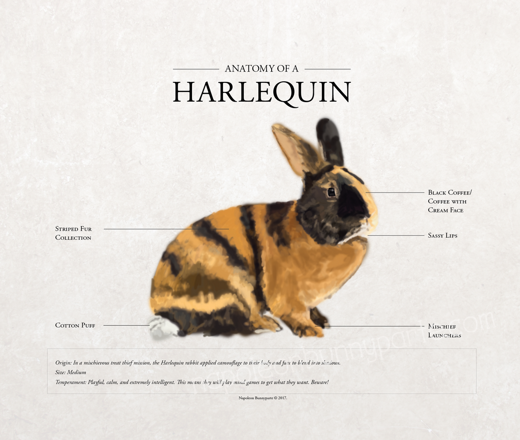 Harlequin Rabbit Patterns Harlequin Rabbit