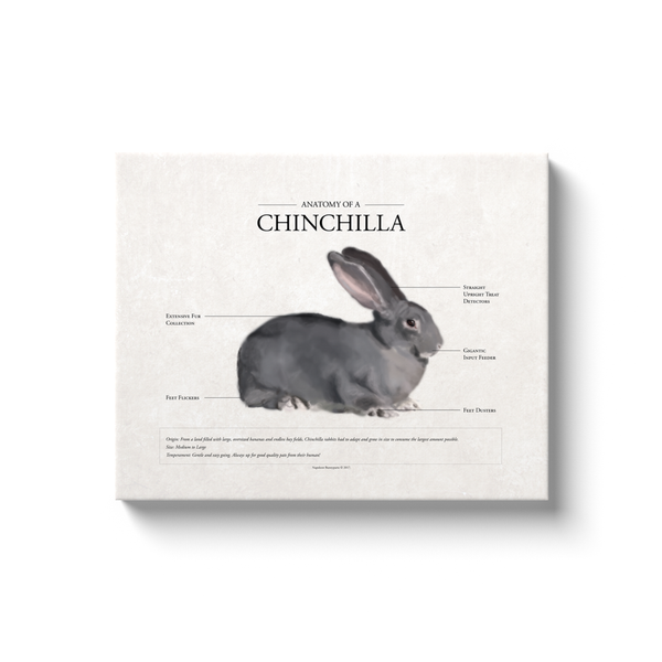 Chinchilla Rabbit Canvas Print (16x20)